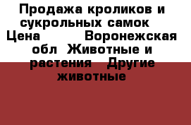 Продажа кроликов и сукрольных самок  › Цена ­ 250 - Воронежская обл. Животные и растения » Другие животные   